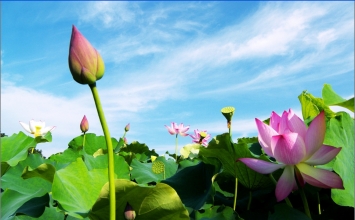 Hương đức hạnh
